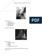Recopilacion de Preguntas Anatomia Modulo 1 y 2 PDF