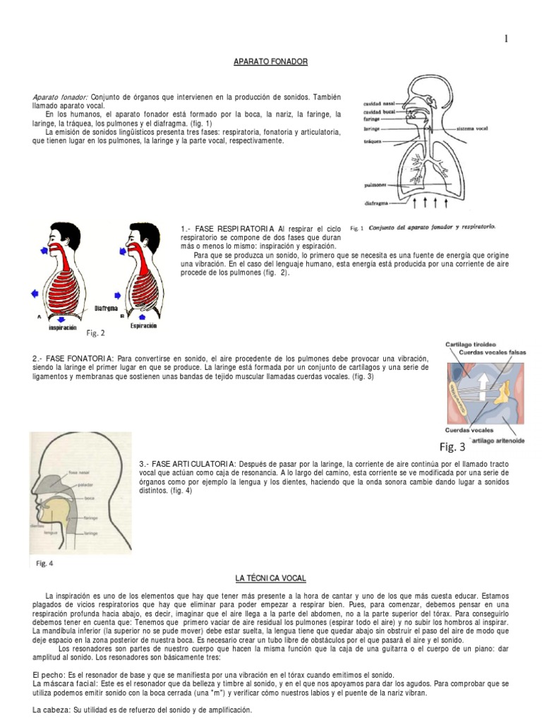 Aparato Fonador y Técnicas Vocales | PDF | Pulmón | Sonido