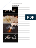 Practica 3. Anatomía Interna de Los Insectos PDF