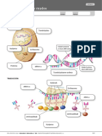 Bio Transk & Itzulpen PDF