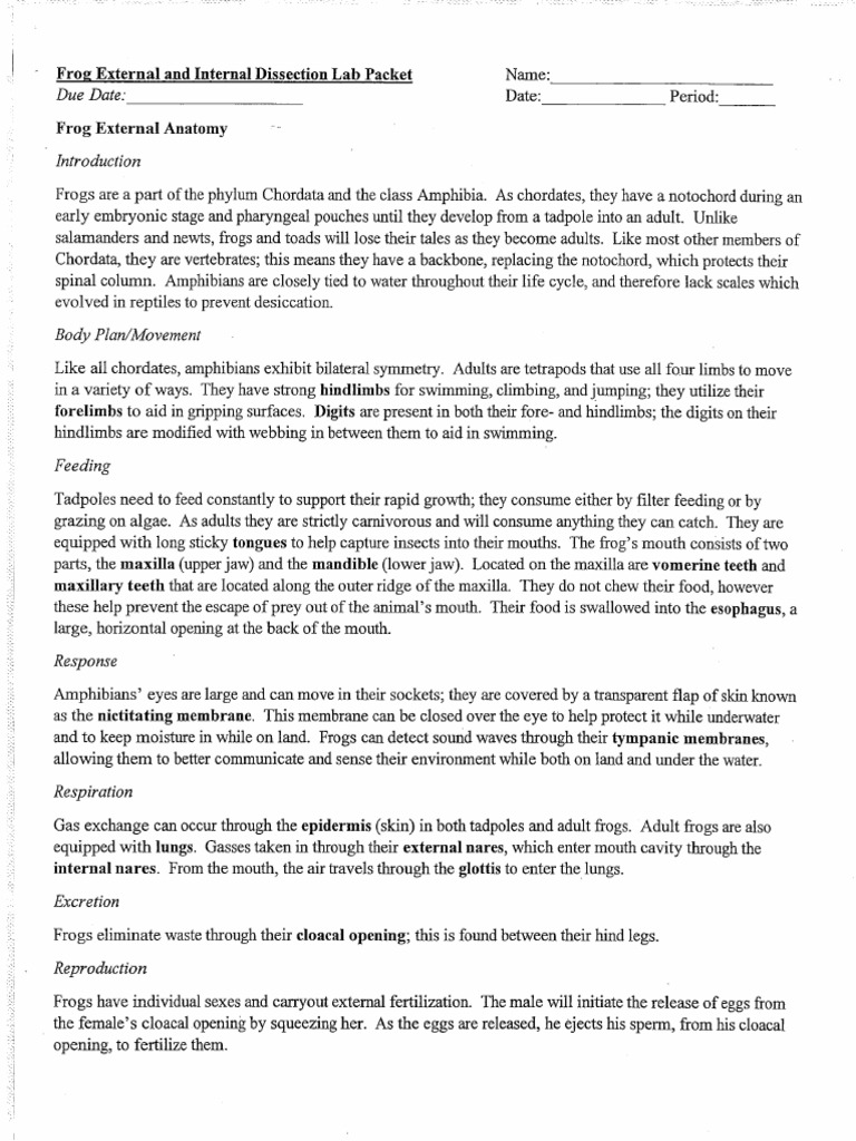 Frog Dissection Packet PDF PDF