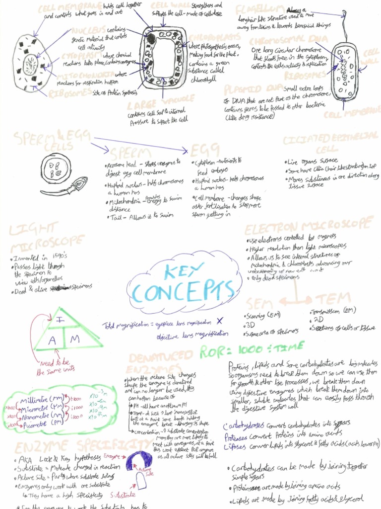 Key Concepts in Biology PDF | PDF