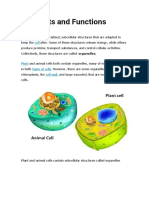 Animal & Plant Cell Organelles and Their Functions