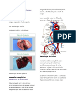 Patologias cardiovasculares: principais causas e alterações