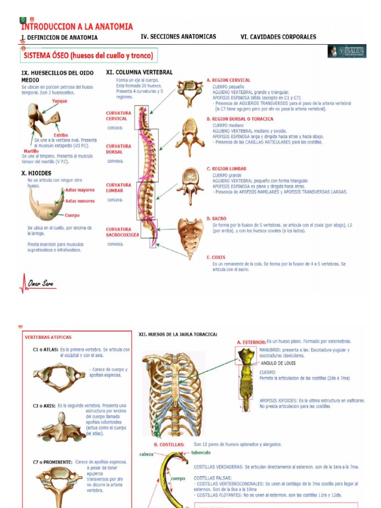 Anatomia Resumen 1 Pdf