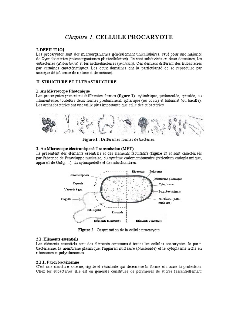 Structure et caractéristiques des procaryotes | PDF | Cellule (Biologie ...