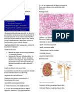 Sistema Urinario: Funciones y Anatomía Renal