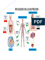 Aparatos Implicados en La Nutricion