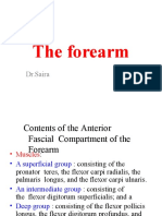 A Forearm - Anterior and Posterior Compartment (1) - 1