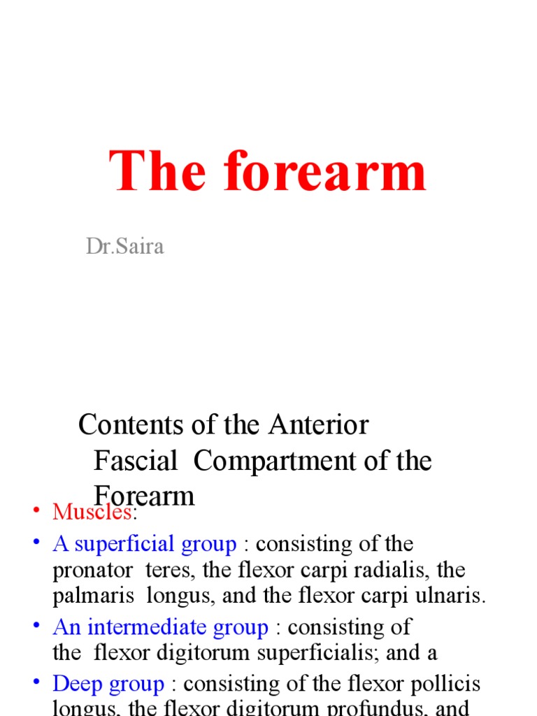 Forearm Muscles: Anterior vs Posterior | PDF