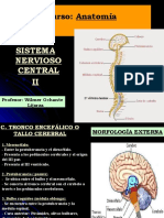 SISTEMA NERVIOSO II - Tronco Encefalico y Médula Espinal