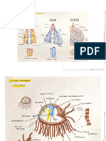 DIBUJOS-1CUATRI Zoo PDF