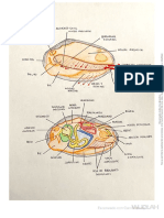 DIBUJOS-2CUATRI Zoo PDF