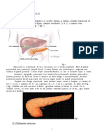 Anatomia Pancreasului