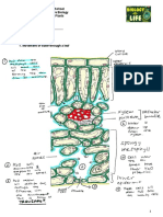 Movement of Water Through A Leaf Worksheet