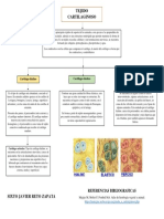 Tejido Cartilaginoso (Sixto Reto) PDF