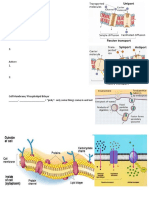 Transport Notes: Types of Transport: Passive 1