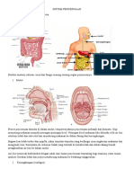 Sistem Pencernaan