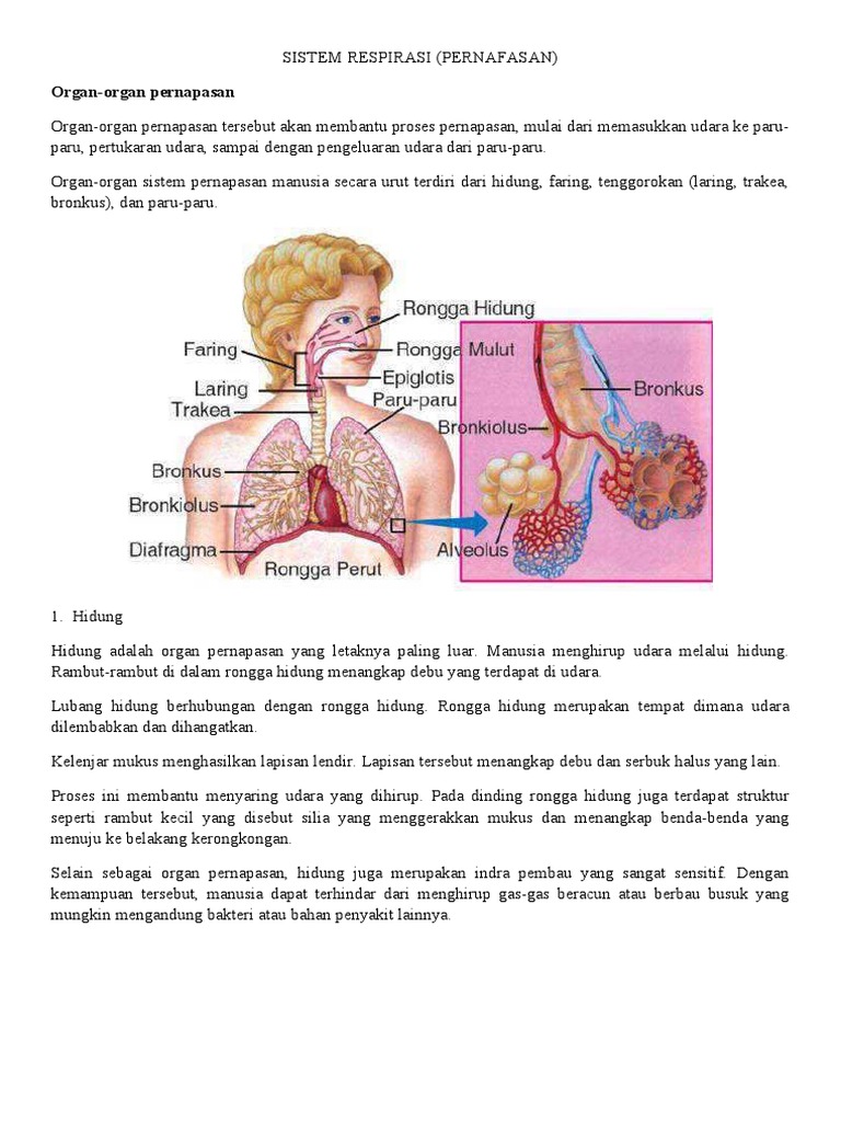 Gambar Sistem Respirasi | PDF
