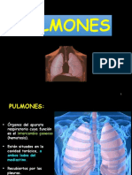 Pulmon PDF