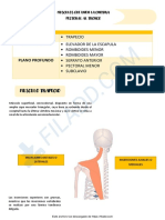 Musculos de La Cintura Pectoral y El Tronco PDF