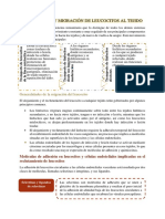 RESUMEN#3 Circulación y Migración Del Leucocito PDF