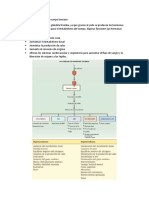 Importancia del yodo para la glándula tiroidea y el metabolismo