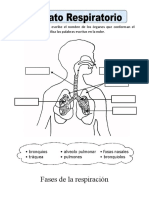 Sistema respiratorio órganos fases cuidado