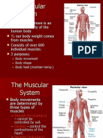 ATS-11 - Muscular System - JM