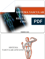 Sistema Vascular Linfatico