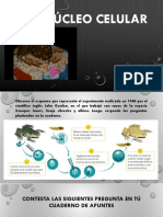 El Núcleo Celular PDF