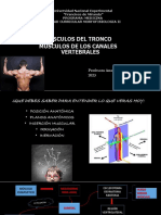 Musculos Del Tronco PDF