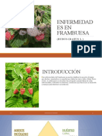 Enfermedades en Frambuesa