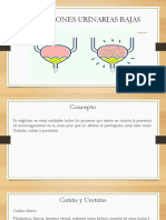 Infecciones Urinarias Bajas