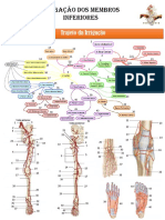 Irrigacao Membros Inferiores PDF