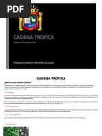 Cadena Trófica PDF