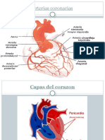 Arterias coronarias, infarto agudo al miocardio y etapas
