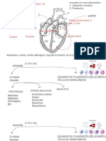 Sitema Circulatorio PDF