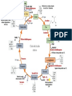 Ciclo de Krebs