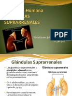 Glandulas Suprarrenales-Anatomia