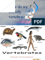 Vertebrate