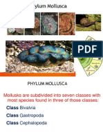 Mollusca