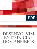 Desenvolvimento Inicial Dos Anfíbios - Key