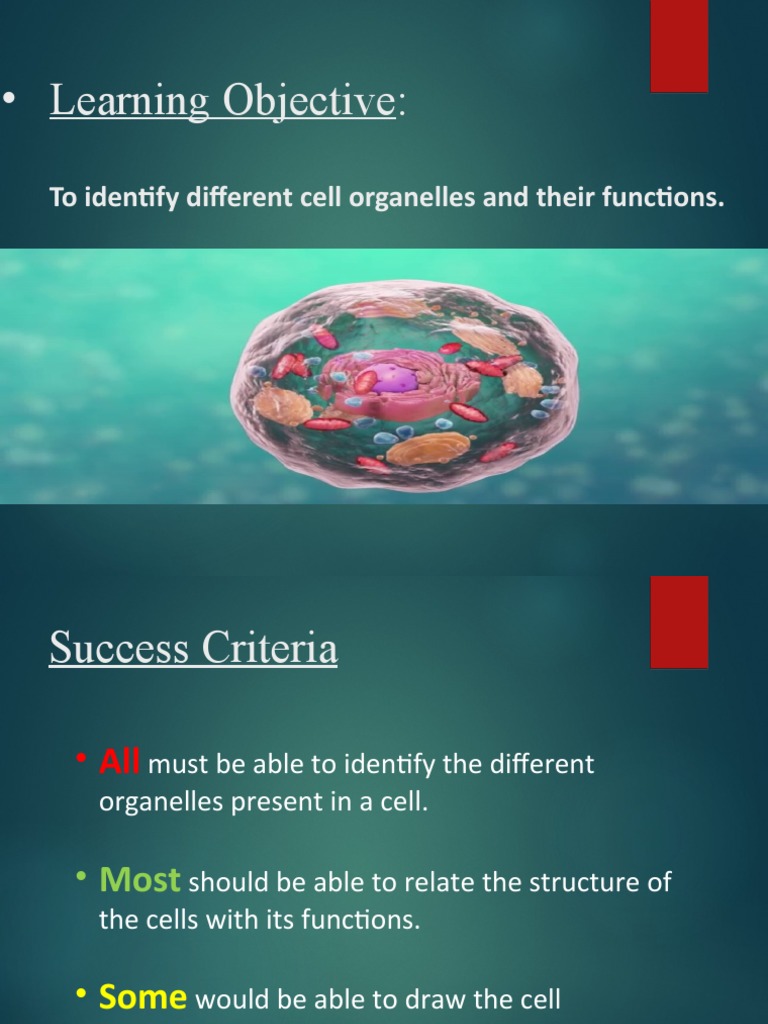 PDF Cell (Biology) Cytoplasm