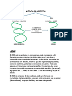 Acidos Nucleicos