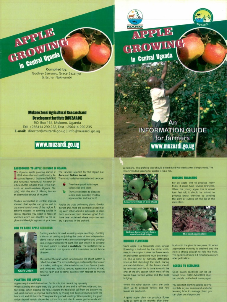 Cultivation of Apples in Uganda A Guide to Growing Anna and Golden