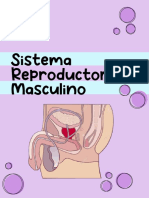 Sistema Reproductor Masculino PDF