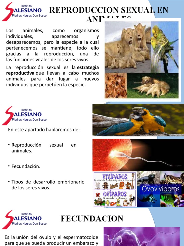 Tema 3 Reproduccion Sexual en Animales | PDF