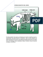 Sistema Disgestivo Del Cerdo