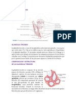 Glandula Tiroides PDF